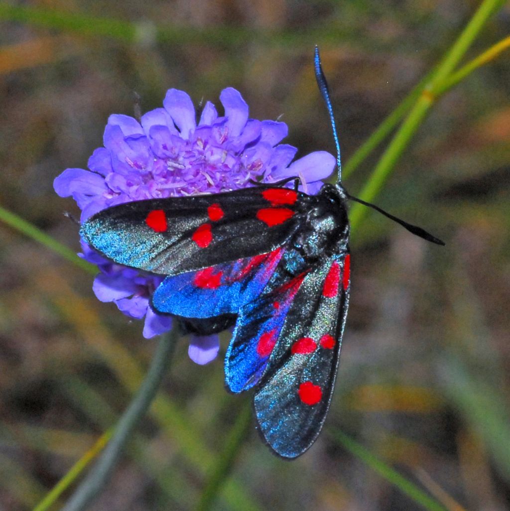 Zygaena lonicerae ??